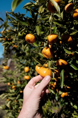 Close up of person picking mandarins