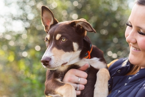Close up of pet Australian Kelpie puppy dog held by owner - Australian Stock Image