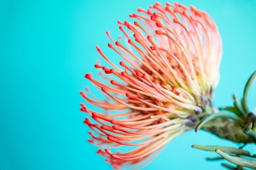 Close up of Pincushion Flower on Brightly Coloured Background - Australian Stock Image