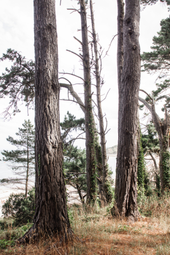 Close up of pine tree trunks at beach - Australian Stock Image