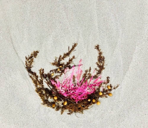 Close up of Pink and brown seaweed washed onto the sand - Australian Stock Image