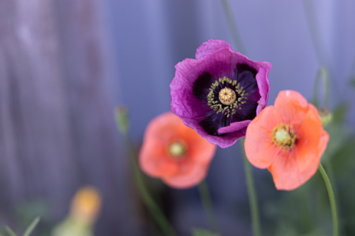 Close up of pink and coral poppies growing wild - Australian Stock Image
