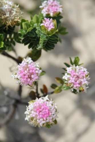 Close up of pink and white pimelea flower - Australian Stock Image
