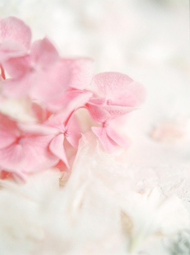 Close Up of Pink and White Pretty Hydraenga Flowers - Australian Stock Image