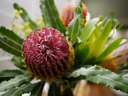 Close up of pink banksia flower in bouquet