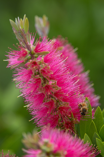 Close up of pink bottlebrush - Australian Stock Image