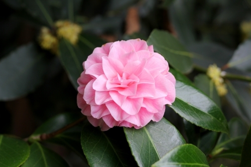 Close up of pink camellia flower - Australian Stock Image