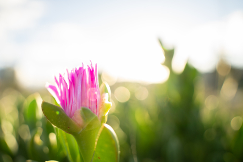 Close-up of pink coastal succulent flower blooming on sand dunes at Scarborough Beach, Perth - Australian Stock Image