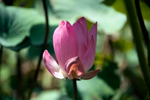 Close up of pink flower with green leaves in background - Australian Stock Image