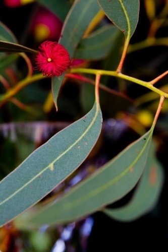 Close up of pink iron bark (eucalyptus) flower bud and leaves