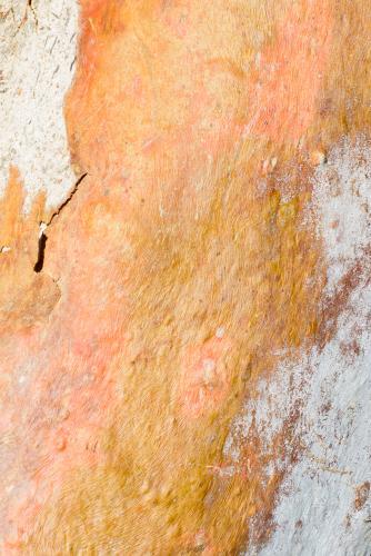 Close up of pink, orange and yellow textured trunk of a gum tree