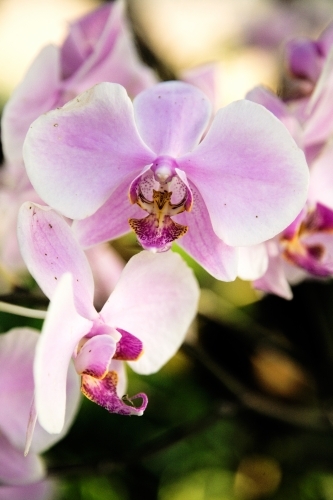 Close up of pink orchid - Australian Stock Image