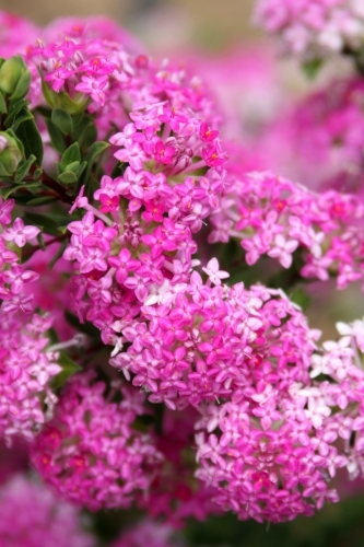 Close up of pink pimelea flower