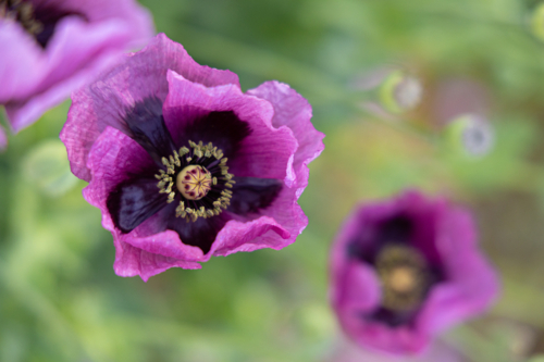 Close up of pink poppy - Australian Stock Image
