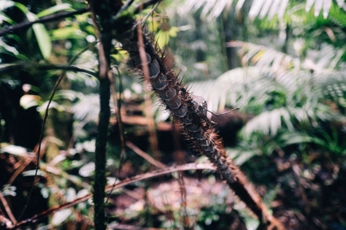 Close up of plant life and fern in rainforest