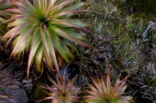 Close up of plants in the wild - Australian Stock Image
