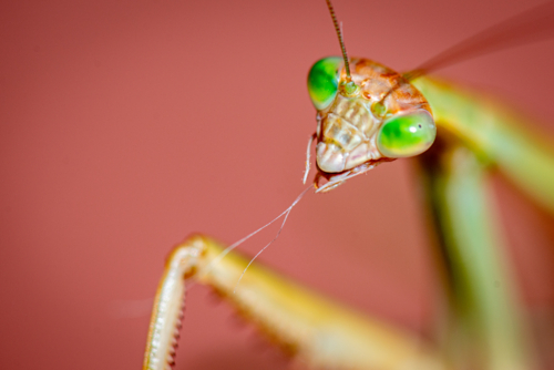 Close-up of praying mantis with vivid green eyes. - Australian Stock Image