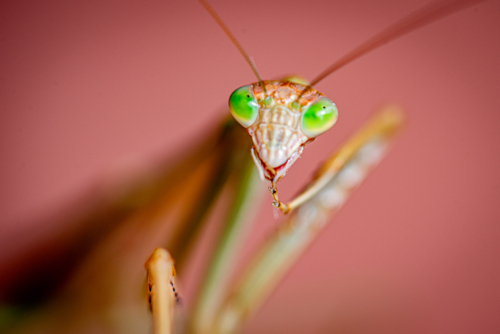 Close-up of praying mantis with vivid green eyes. - Australian Stock Image