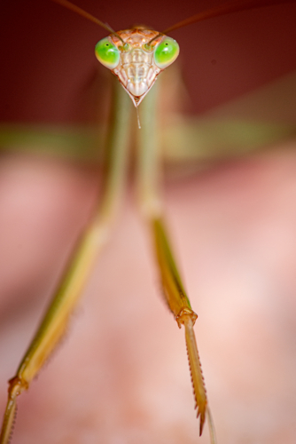 Close-up of praying mantis with vivid green eyes. - Australian Stock Image