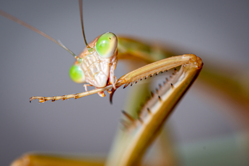 Close-up of praying mantis with vivid green eyes. - Australian Stock Image