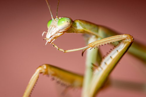 Close-up of praying mantis with vivid green eyes. - Australian Stock Image