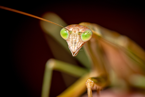 Close-up of praying mantis with vivid green eyes. - Australian Stock Image