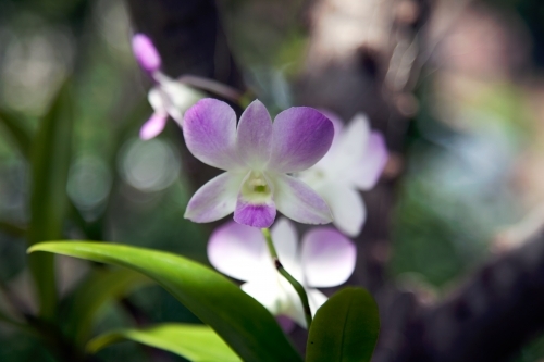 Close up of Purple and white orchid - Australian Stock Image