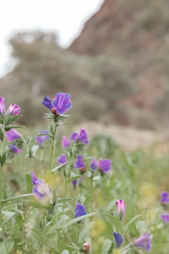 Close-up of purple flowers in the wild Paterson's curse - Australian Stock Image