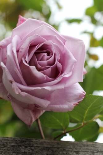 Close up of purple rose - Australian Stock Image