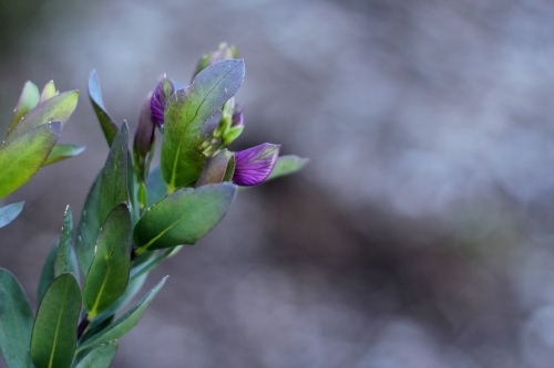 Close up of purple sweet pea bush - Australian Stock Image