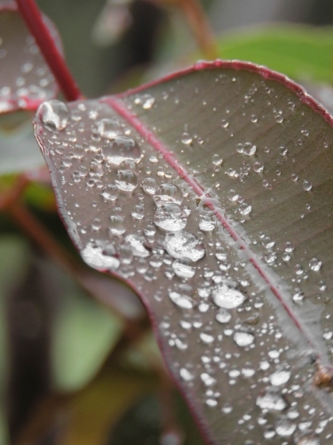 Close up of Raindrops beading on a gumleaf - Australian Stock Image