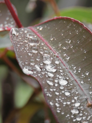 Close up of Raindrops beading on a gumleaf