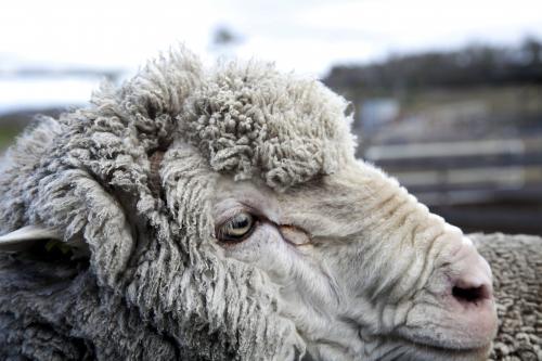 Close up of ram head - Australian Stock Image