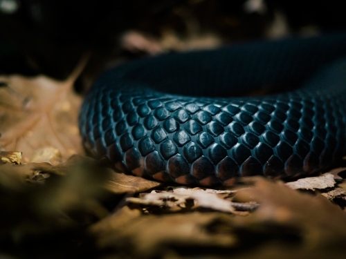 Close up of red belly black snake scales