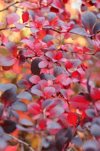 Close up of red berberis shrub - Australian Stock Image