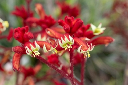 close up of red kangaroo paw flowers