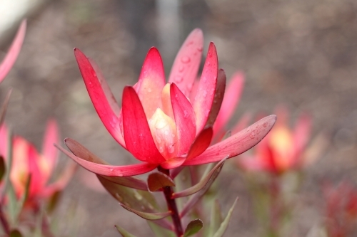 Close up of red leucadendron flower