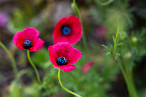 Close up of red poppies - Australian Stock Image