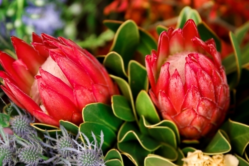 Close up of red protea flowers in bloom - Australian Stock Image