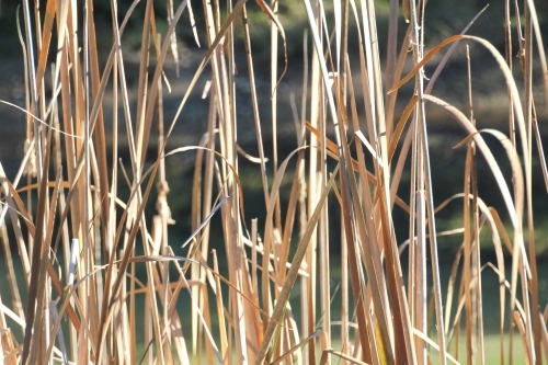 Close up of reeds on dam - Australian Stock Image