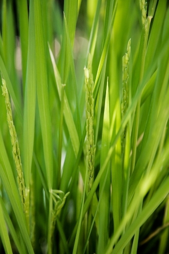 Close up of rice plants