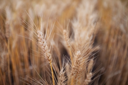 Close up of ripe wheat head - Australian Stock Image