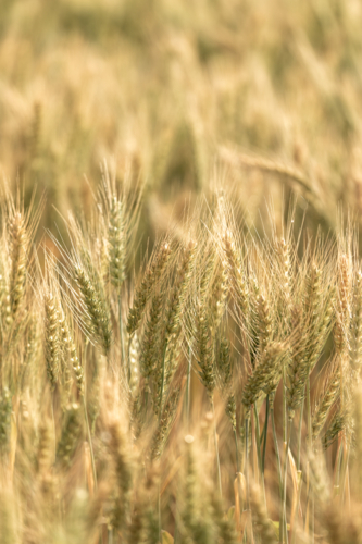 Close up of ripening wheat in rural field - Australian Stock Image