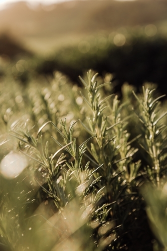 Close-up of rosemary shrub with blurred background