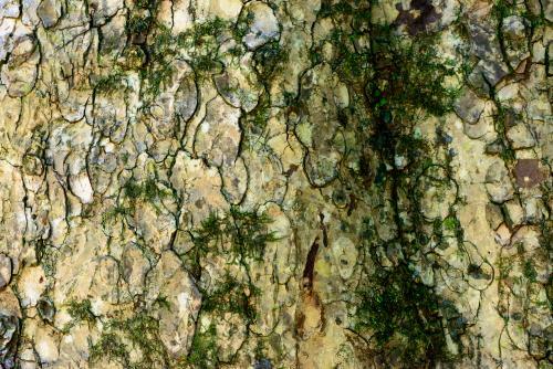 Close up of rough patterned bark with green moss