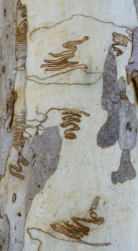 Close up of scribbly gum tree trunk with smooth texture and grey and white colouring