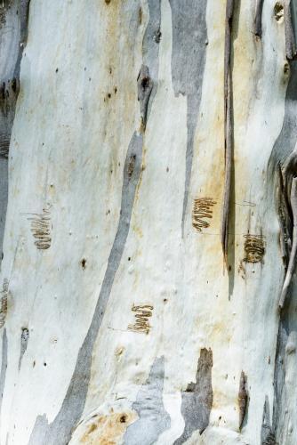 Close up of scribbly gum tree trunk with smooth texture and grey and white colouring - Australian Stock Image