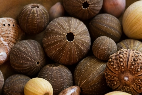 Close up of sea urchin shells - Australian Stock Image