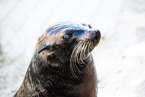 Close up of seal head with plain background - Australian Stock Image