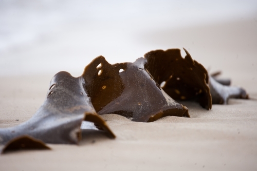 close up of seaweed on a beach